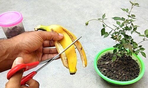  Banana Peel Fertilizer