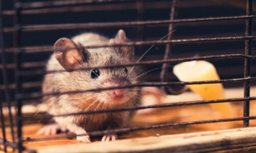 Ideas and Tips to Have a Rodent-free Home