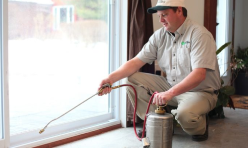 Pest Control Options: DIY Or A Professional Exterminator?