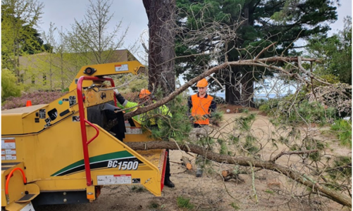 How Do You Know If You Need Permission For Tree Removal From Your Council?