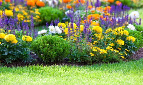 Oceanside Dreams: Your Guide to the Perfect Coastal Garden!