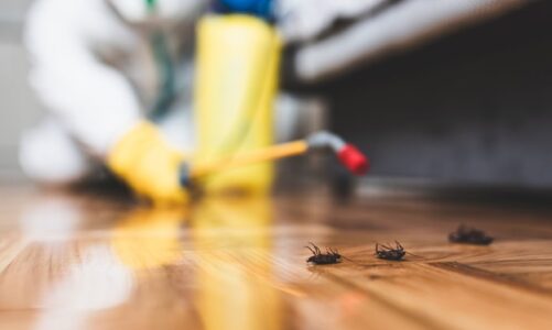 Pest Control Services Is the Solution to Your Pest Issue