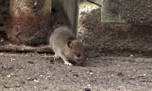 Rats On Vancouver Island