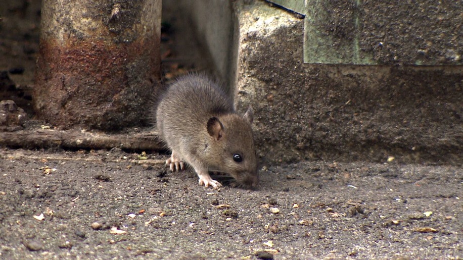 Rats On Vancouver Island