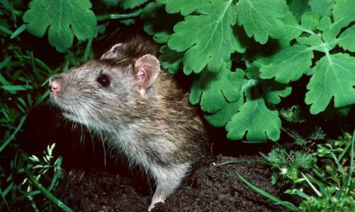 Get Rid of Rats in the Garden