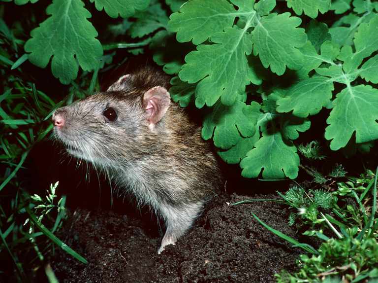 Get Rid of Rats in the Garden