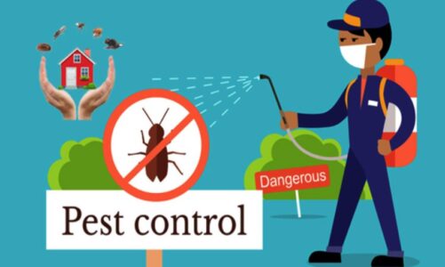 Top 6 Reasons You Need To Hire A Professional For Pest Control In Newcastle?