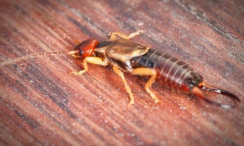 Why Do Earwigs Invade Your House?
