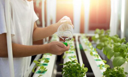 Organic Hydroponic Nutrients – What You Need To Know