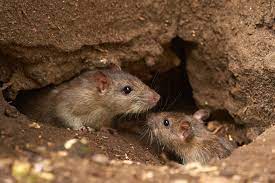How Many Mice Can Cause an Infestation and What are the Risks?
