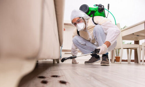 Pests That Are Attracted In Summers And Ways To Prevent Them