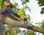 Bearing Trees