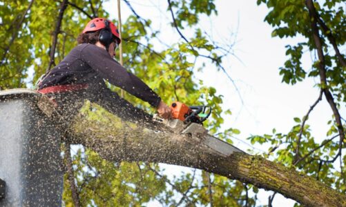 Bearing Trees
