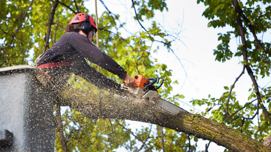 Bearing Trees
